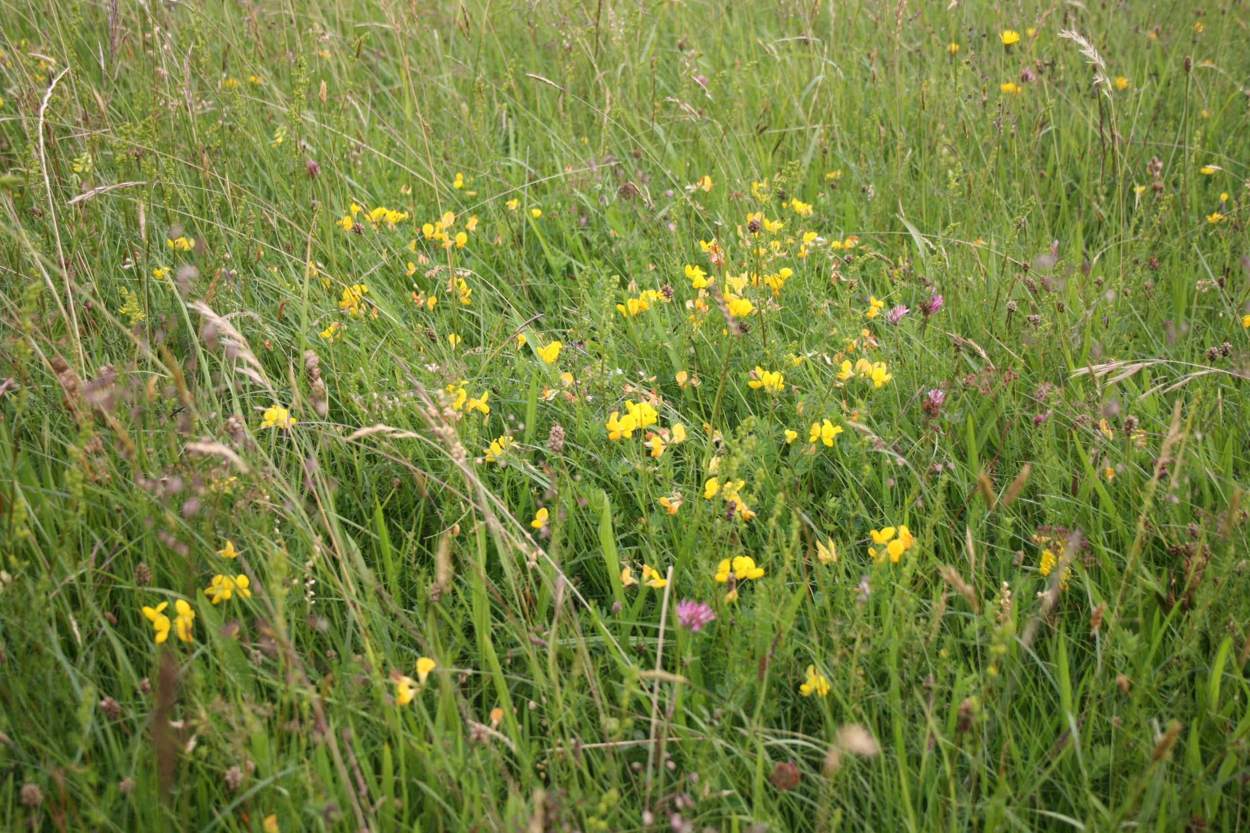 Outdoor Meeting: Merry’s Meadow