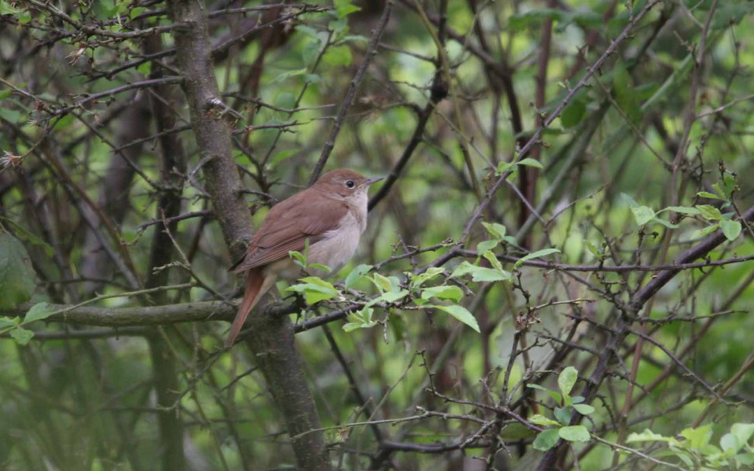 Outdoor Meeting: Nightingales at Grafham Water