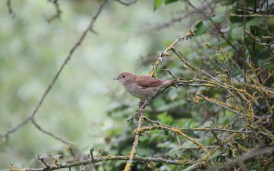 Outdoor Meeting: Glapthorn Cow Pastures