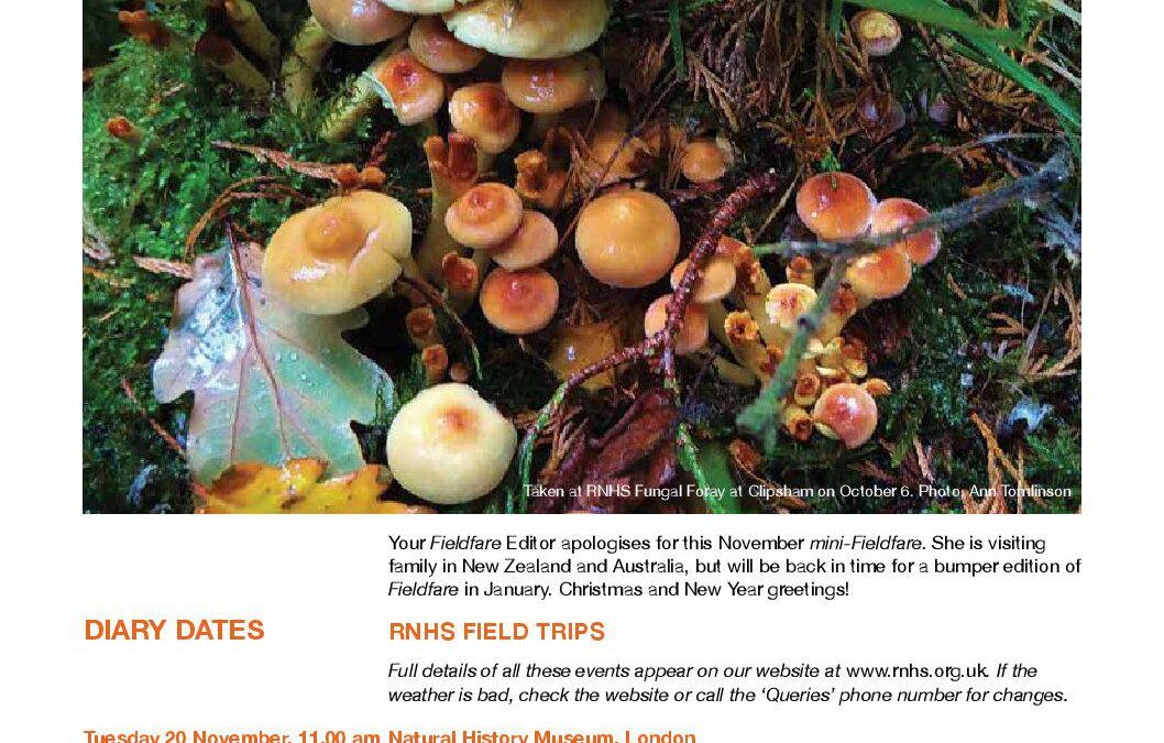 Fieldfare November 2018