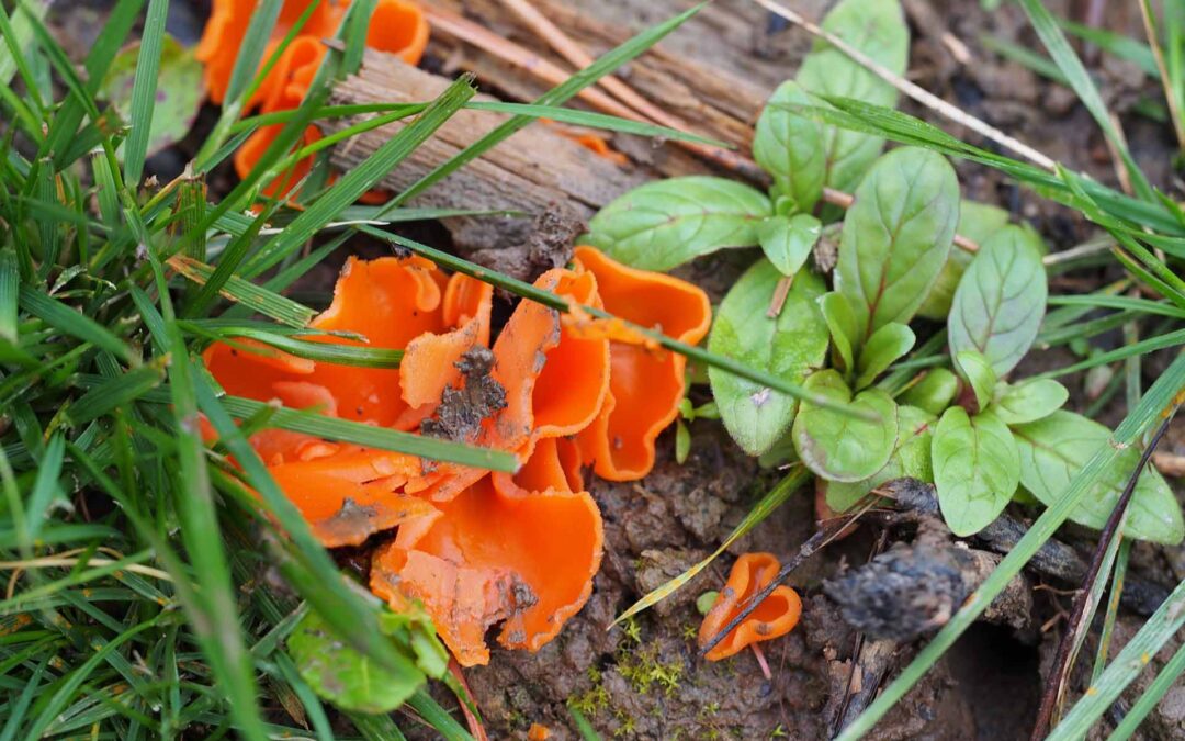Orange peel Fungus