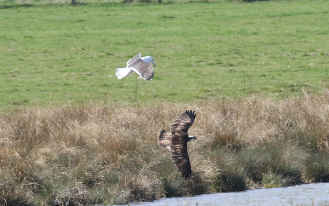 Osprey Eyebrook 24 March 2019 (115)