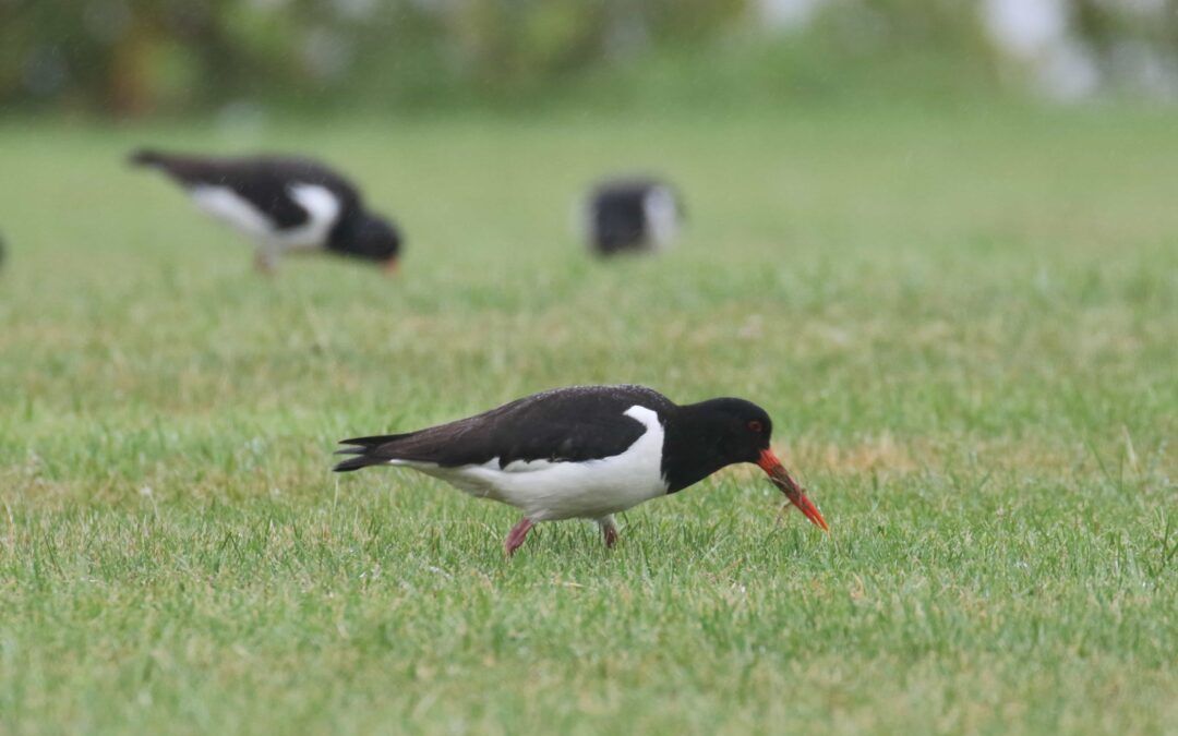 Oystercatcher Rutland Water 28 June 2017 (19)