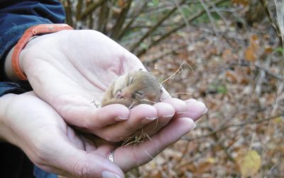 Lincs Dormouse Group