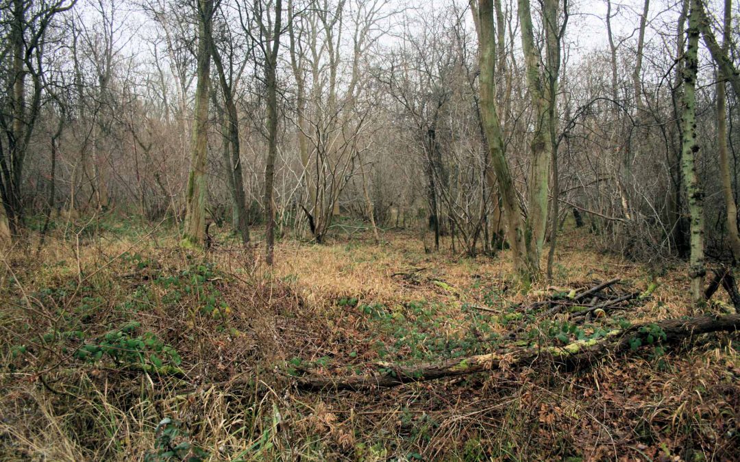 Outdoor Meeting: Launde Park Wood