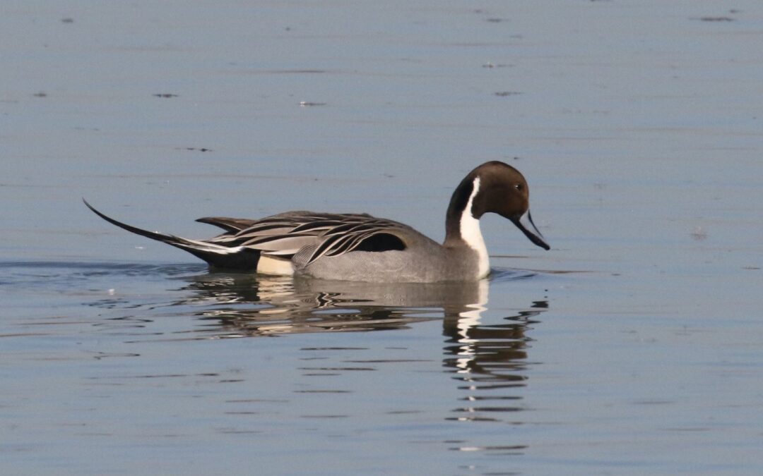 Pintail
