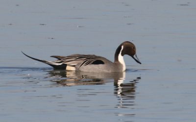 Outdoor Meeting: Birding Walk Rutland Water