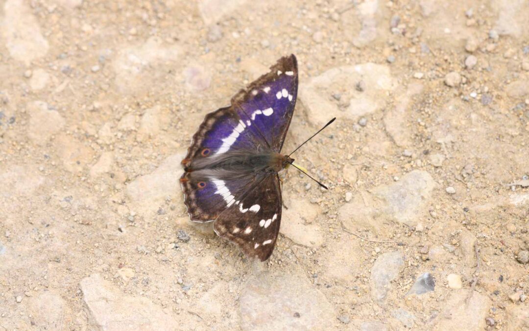 Purple Emperor 57