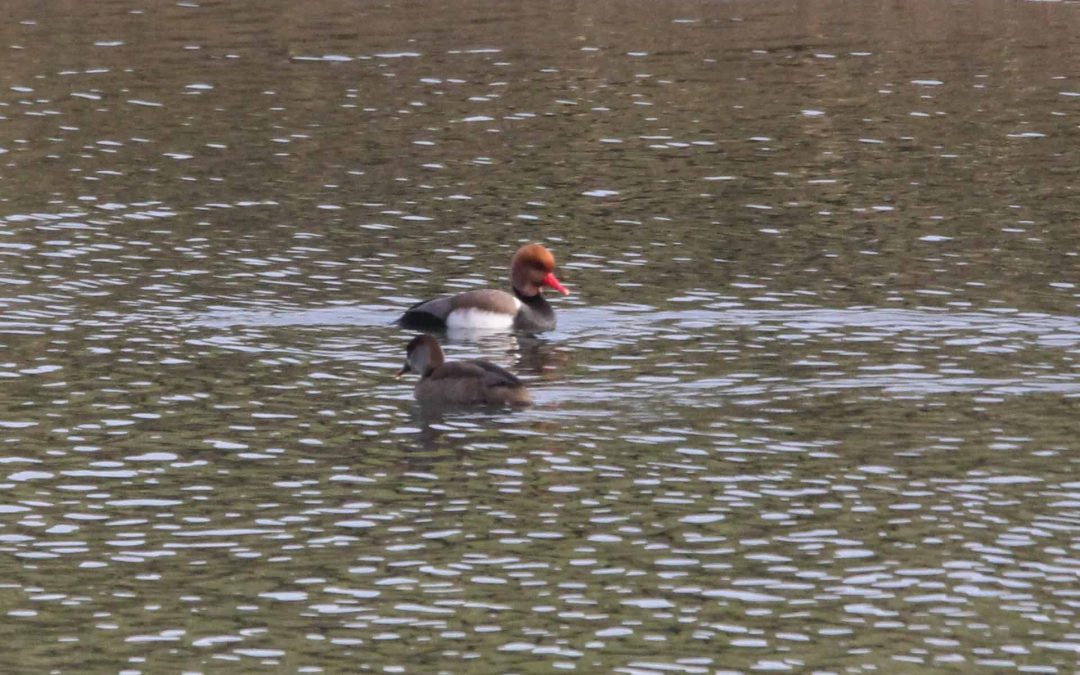 Outdoor Meeting: Attenborough Nature Reserve