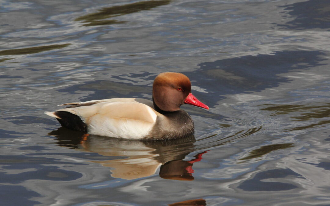 Red Crested Pochard 9