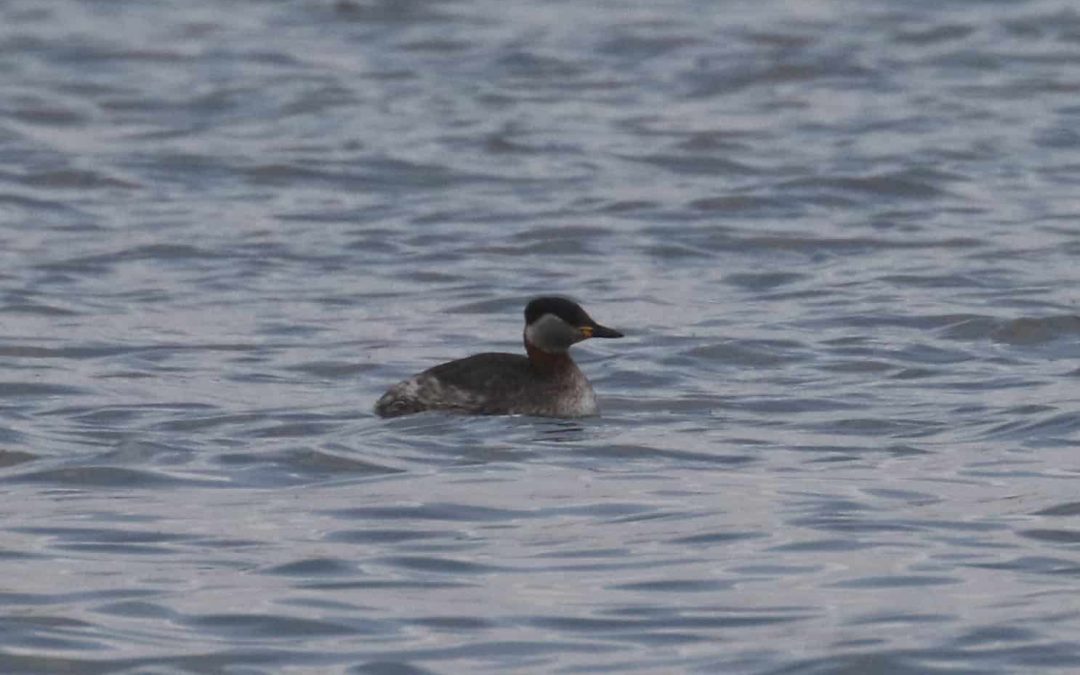 Outdoor Meeting: Lyndon Nature Reserve