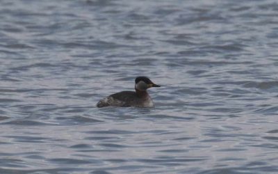 Outdoor Meeting: Lyndon Nature Reserve