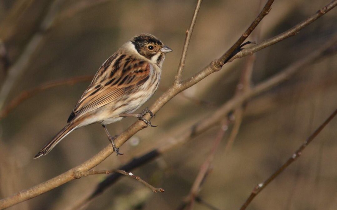 Reed-bunting_Rutland-waterKR