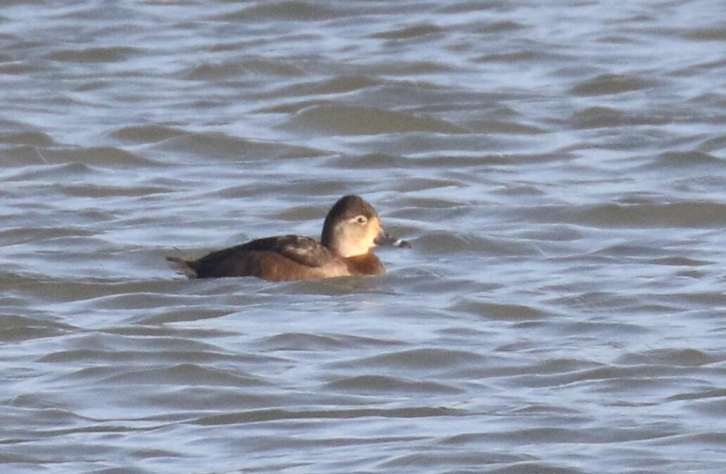 Ringed-neck Duck 3 Jan 2022 (33)