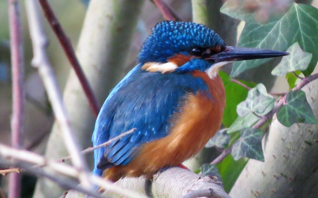 Roger Favell Kingfisher