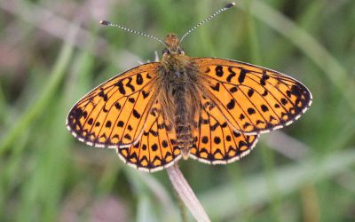 Rutland Natural History Society proposed Yorkshire Tour