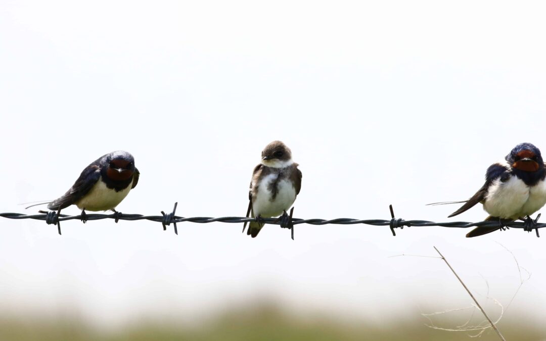 Sand Martin Eyebrook 26 April 2017 (12)