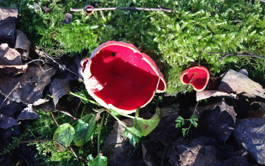 Sc Elf Cap Gt Merrible