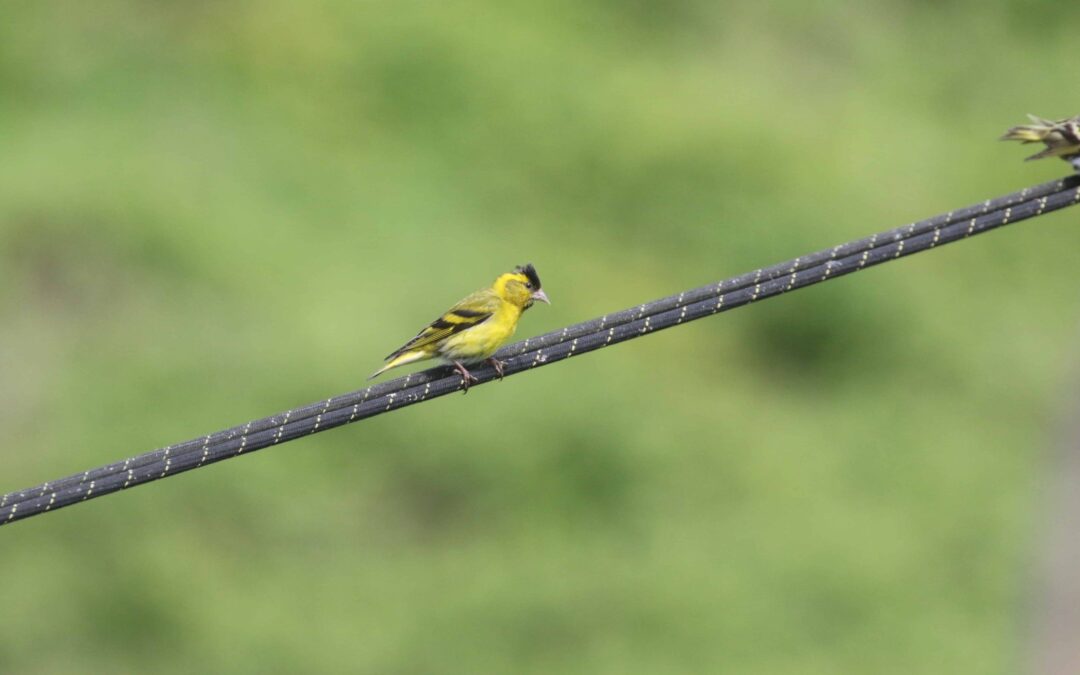 Siskin Bwlch Nant yr Arian 3 June 2017 (4)