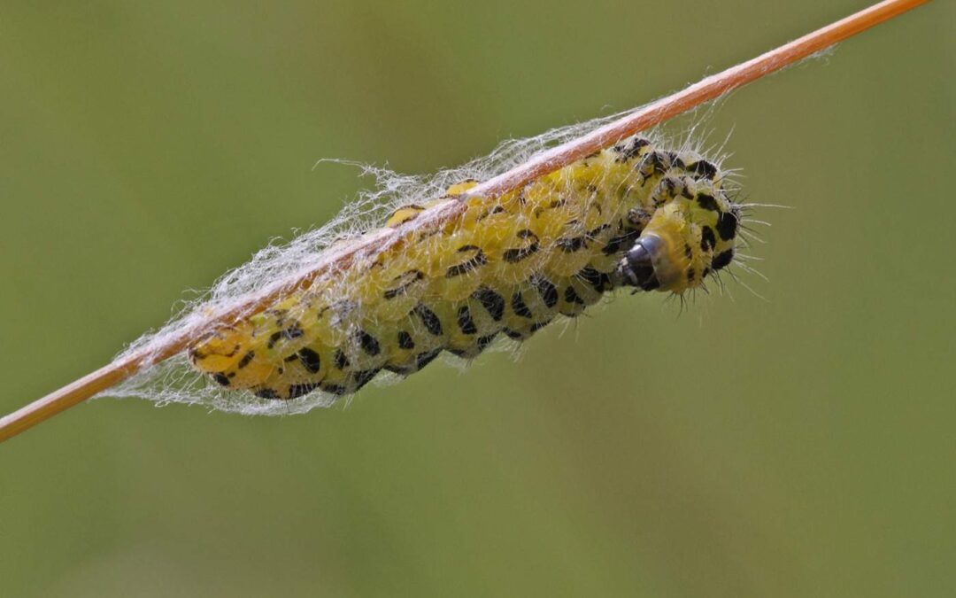 Six-spot-burnett-moth-larva-spinning-cocoonKR