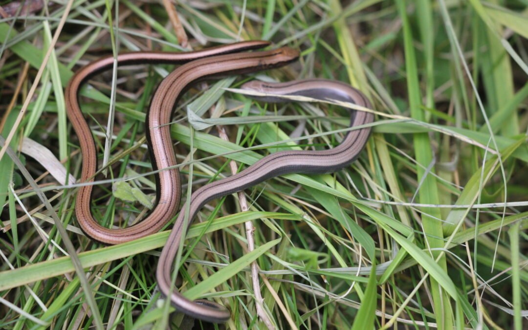Slow Worm 9