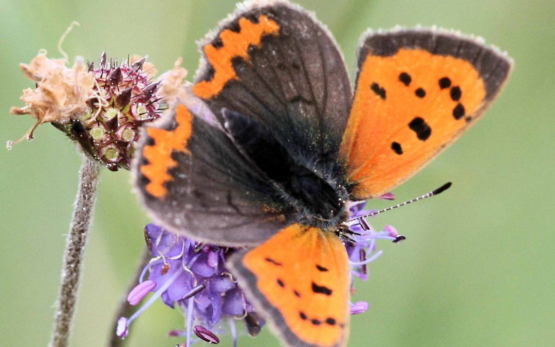 Indoor Meeting: Butterflies of the UK – Change of venue