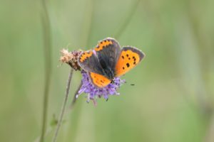 Small Copper Butterfly