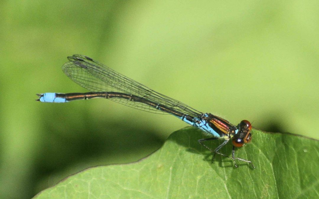 Small Red-eyed Damselfly 1