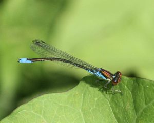 Small Red-eyed Damselfly 1