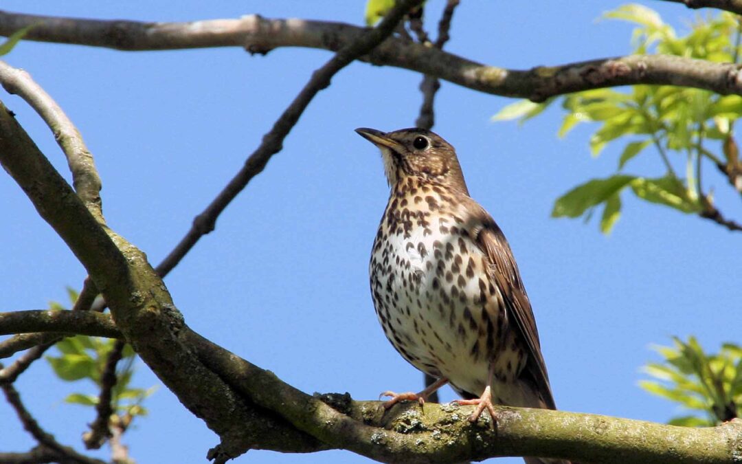 Song Thrush 2