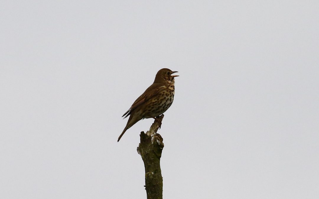 Outdoor Meeting: Dawn chorus