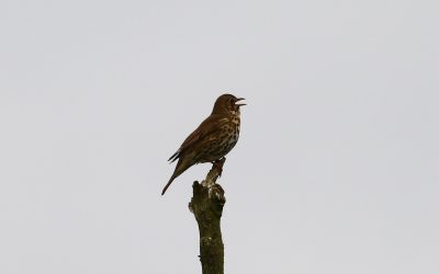 Outdoor Meeting: Dawn chorus at Pickworth Great Wood