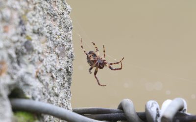 Indoor Meeting: Spiders