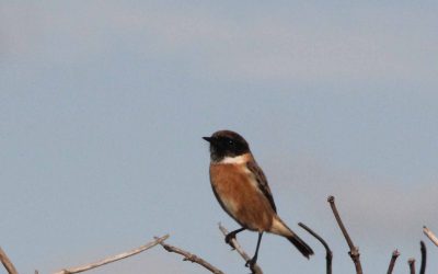 Indoor Meeting: Stonechats on Great Fen