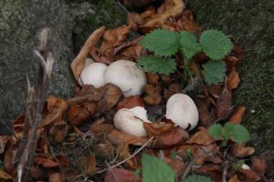 stump-puffball-1