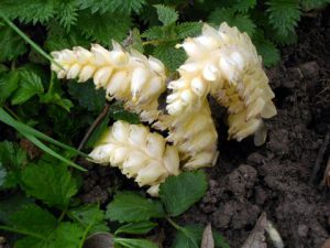 Toothwort Tunneley Wood