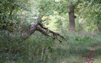 Outdoor Meeting: Tortoishell Wood