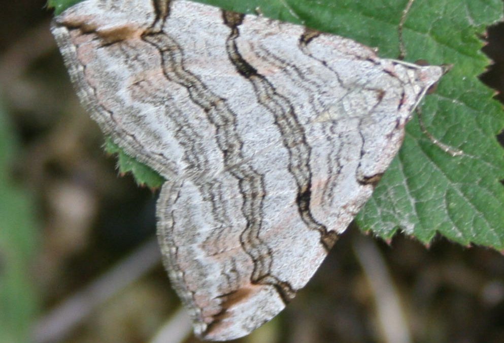 Moth trapping at Clipsham Quarry