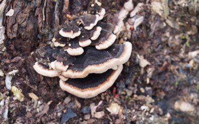Outdoor Meeting: Fungi Walk
