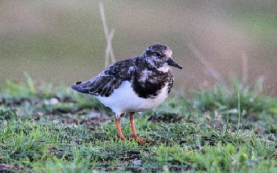 Outdoor Meeting : North Norfolk wildlife weekend
