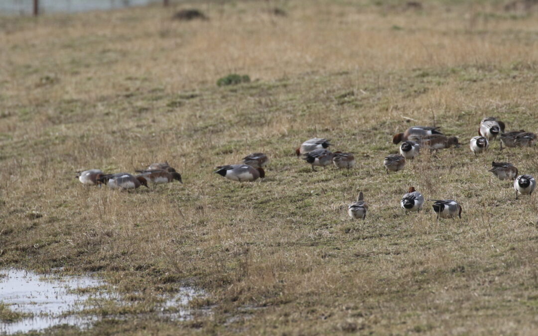 Vine House Farm (20)