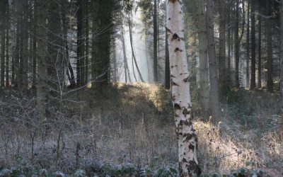 Outdoor Meeting: Morkery Wood