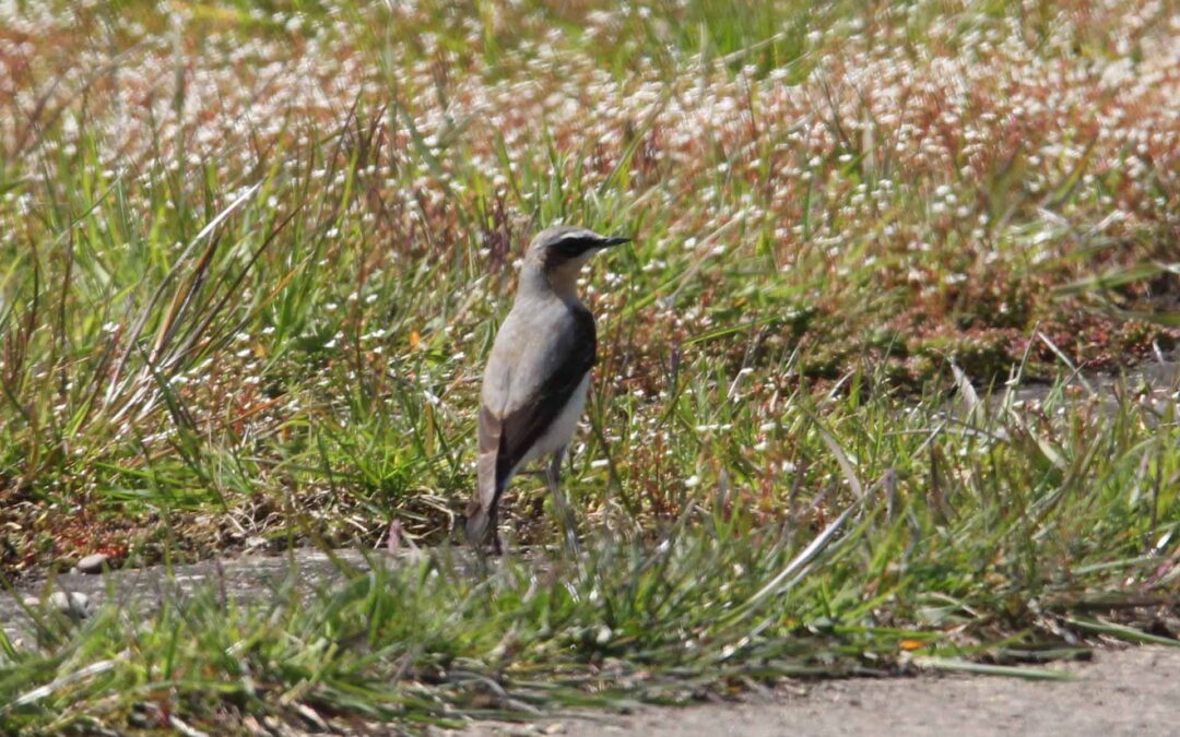 Wheatear NL 14
