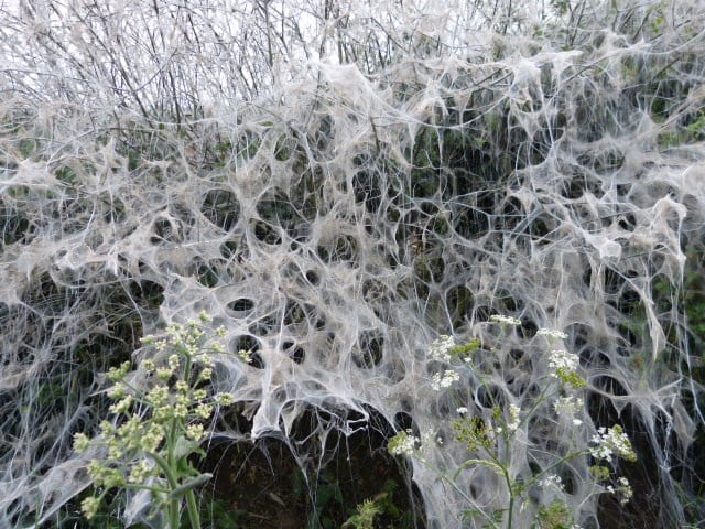 White ermine moth infestation 28 May 2017