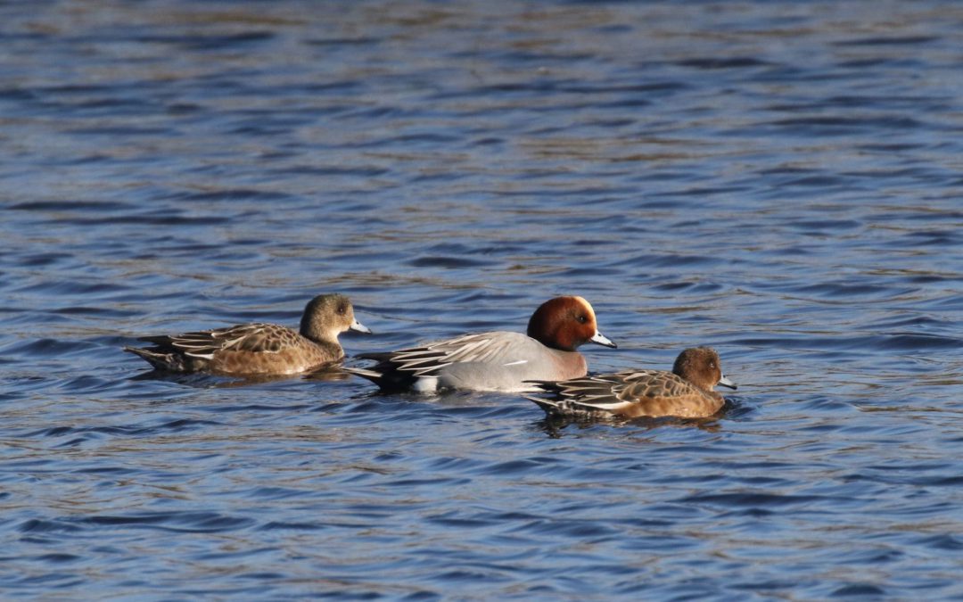 Outdoor Meeting: Birding walk at Fort Henry