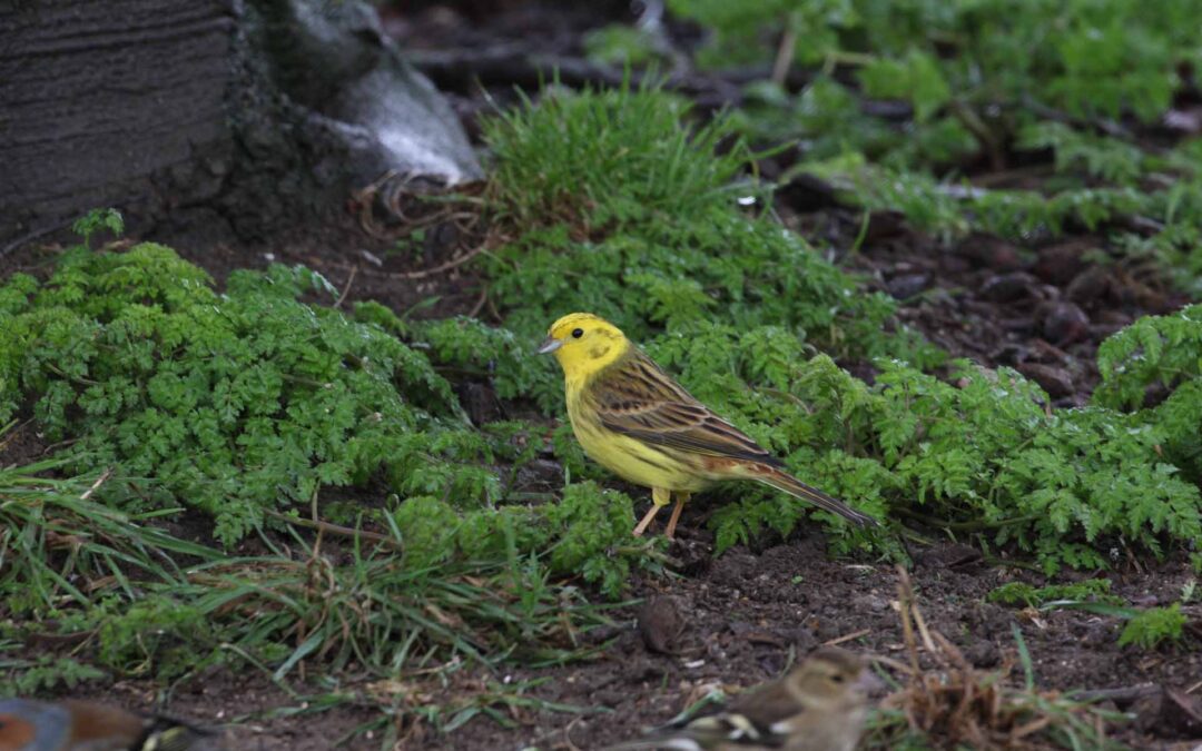 Yellowhammer 45