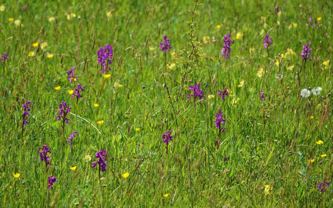 assemblage cribbs may 2018