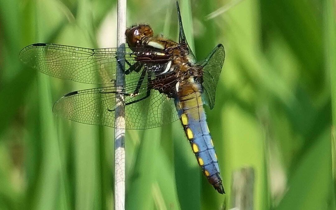 broad-bodied chaser cribbs may 2018