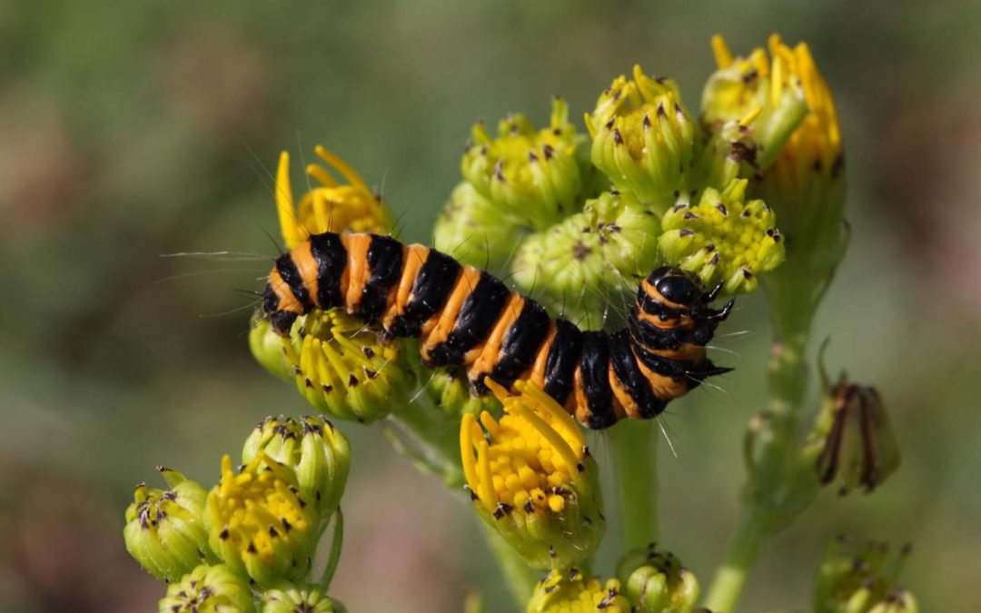 11_Cinnabar-moth-larvaKR