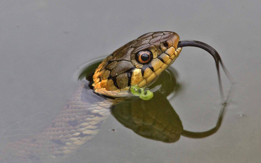 6_Angry Grass snake tasting the air